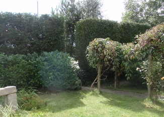 Townscape Tree surgery works